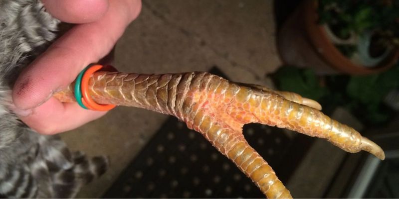 Các loại vảy gà đặc biệt, hiếm gặp hiện nay